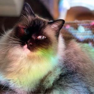 Meet your Posher, Elizabeth